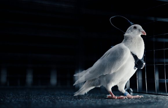 Biyolojik Drone’lara Hazır Olun!