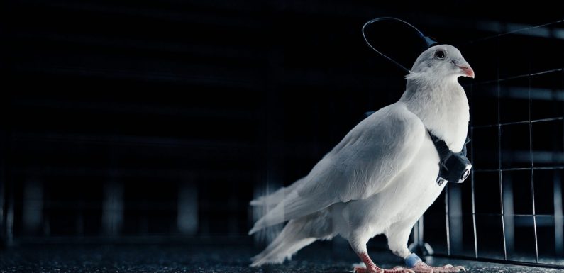 Biyolojik Drone’lara Hazır Olun!